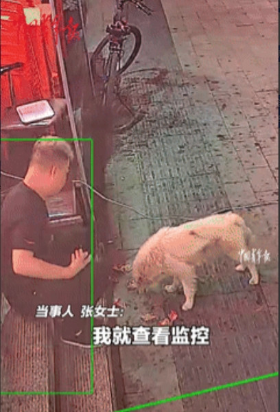 太通人性了！吉林，一只瘦的吓人的流浪狗来烧烤店讨吃的，老板看它可怜，从此经常投喂