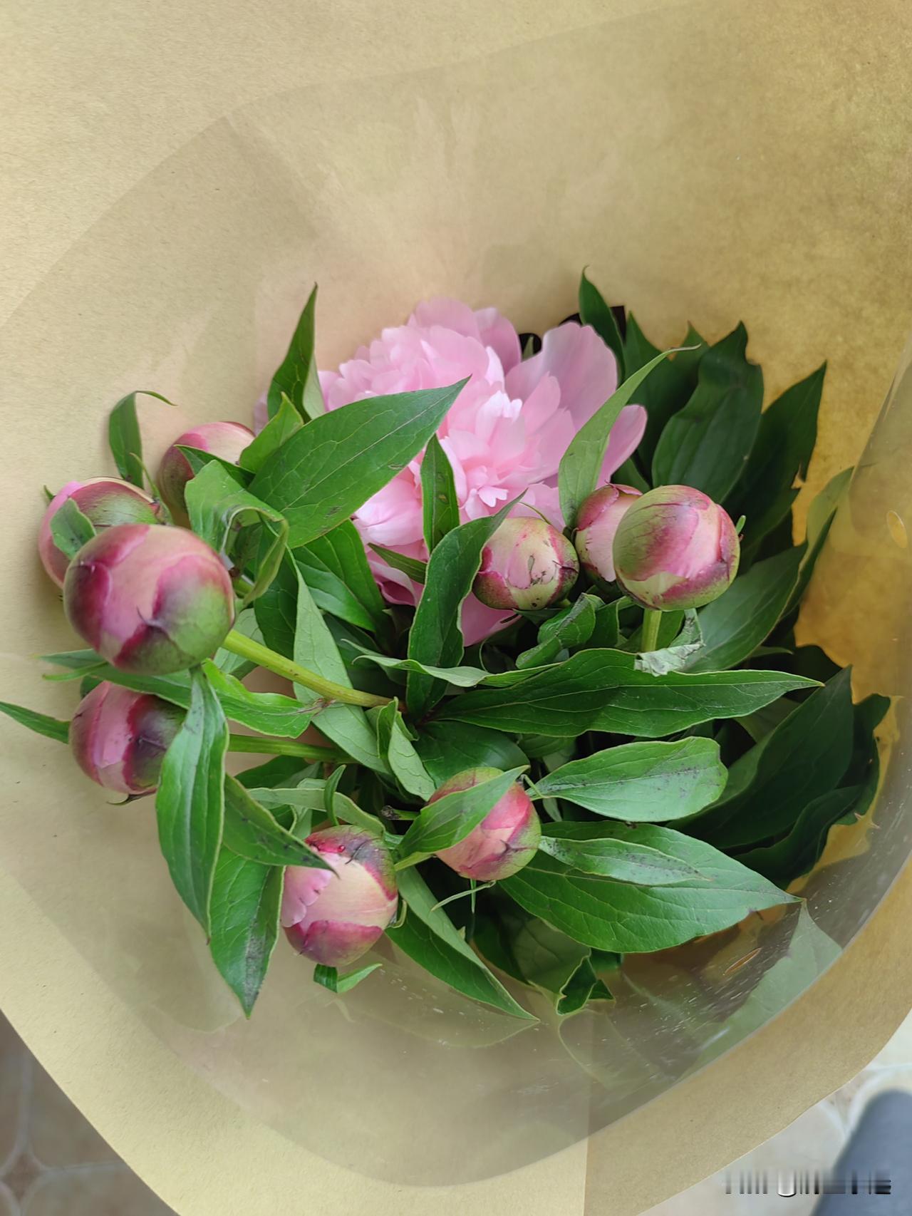 芍药花开前几天我在花店买了一束芍药，只开了一朵花，其它都是抱得紧紧的花骨朵