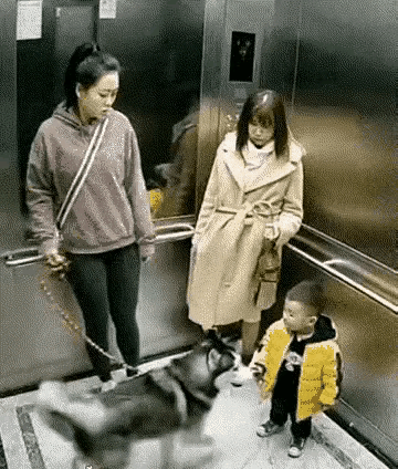 一个女人牵条大狗，一个女子牵着幼子，两方在电梯里相遇，大狗两次扑向孩子，孩子哭着