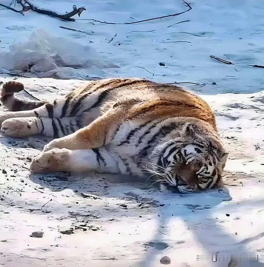 东北虎雪地酣眠，热气氤氲绘冬日奇景近日，东北虎在雪地睡觉的视频引发热议。画面