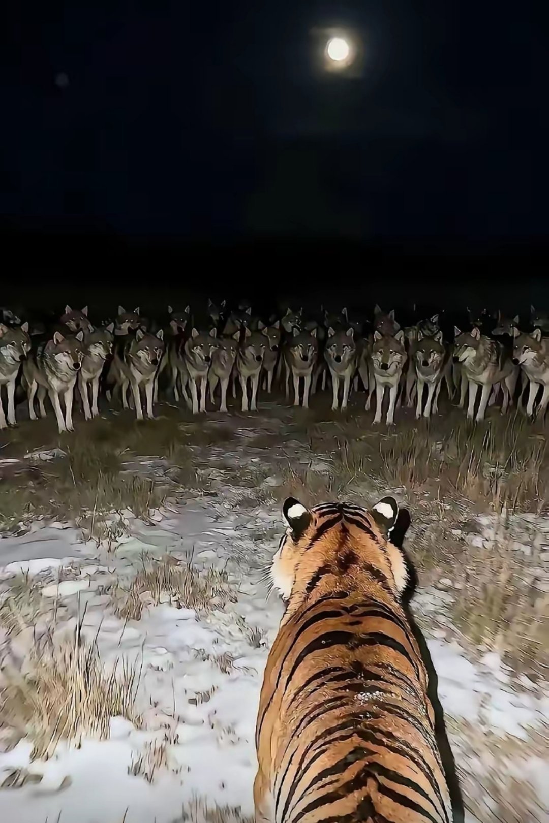 这种情况下，老虎有胜算吗？