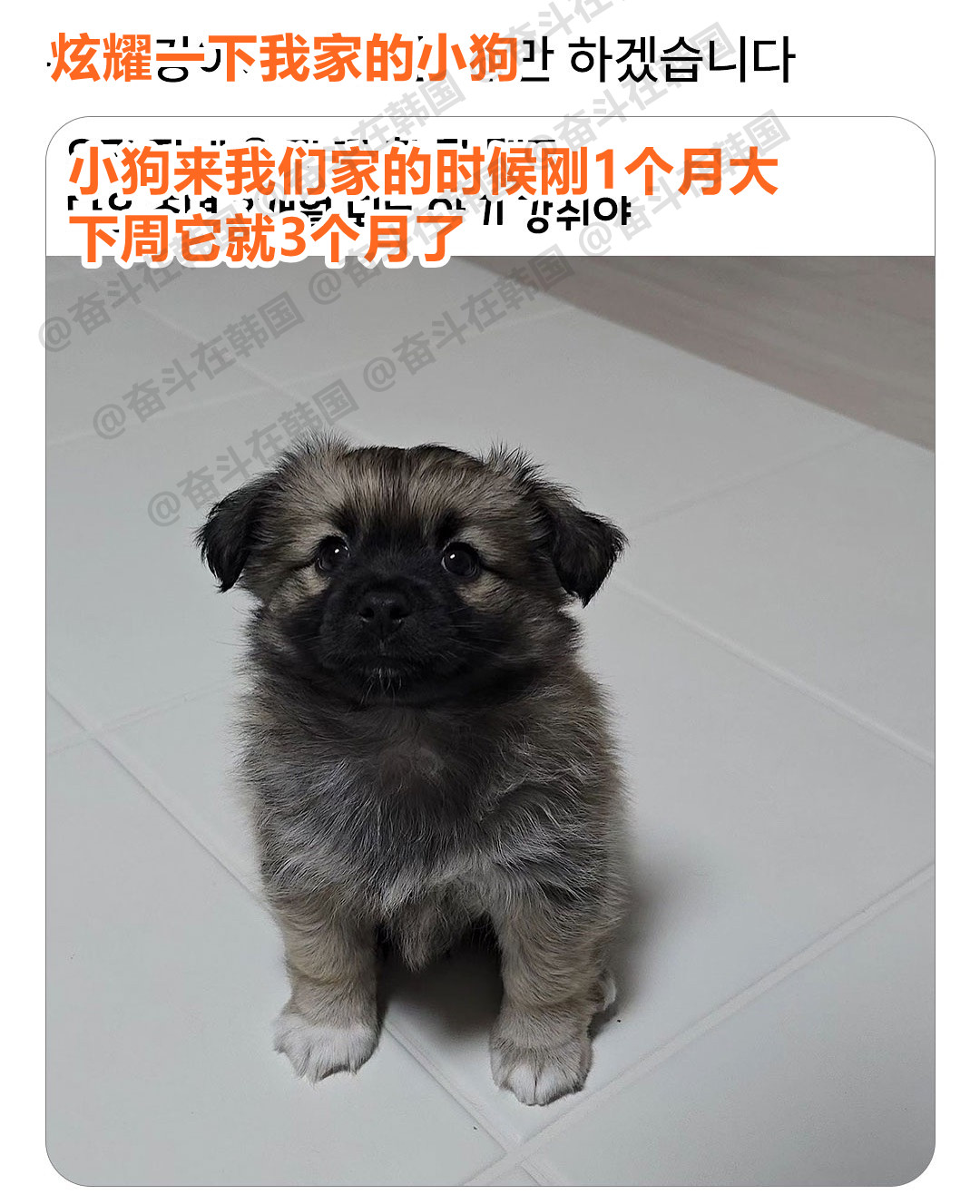 韩网友：炫耀一下我家的小狗~海外新鲜事热点现场嫉妒使我发财！我要发财了！[泪