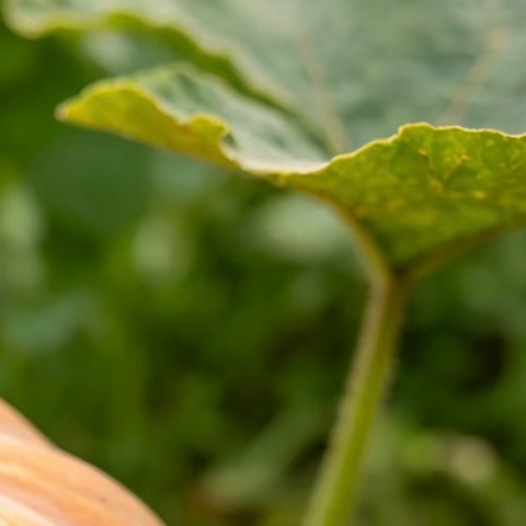 ‎种植🍃每日一善‬🍃诜冬种植南瓜的知识：南瓜喜温暖光照充足的环境，适宜