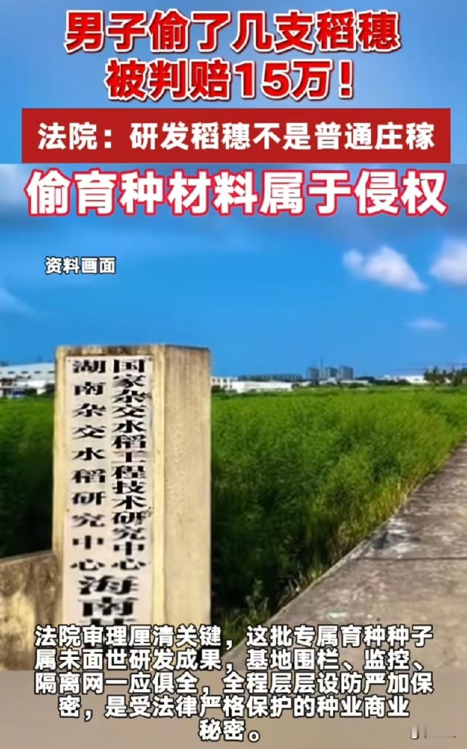 海南首例水稻种子技术秘密被盗案落槌：男子赔偿15万三亚的一家育种基地近日卷入