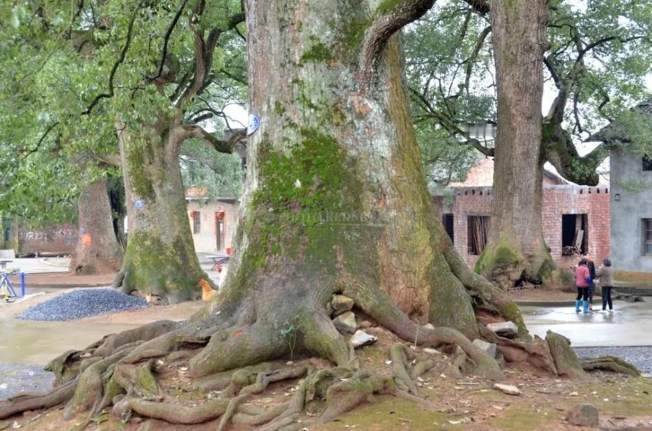 湖南永州道县那棵上千年的古樟树着火一事，现在火已经彻底扑灭了。这棵树大概有120