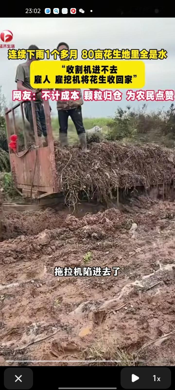 10月18日，烟台莱阳市。网友发视频称，连续下雨一个多月，80亩花生地里全是水，