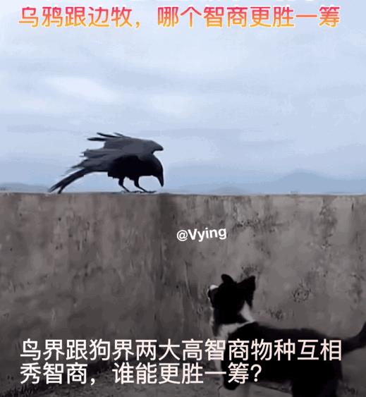 乌鸦斗边牧，谁更胜一筹？一个鸟界智商高地，一个狗界智商顶峰，在阳台上演了一场智