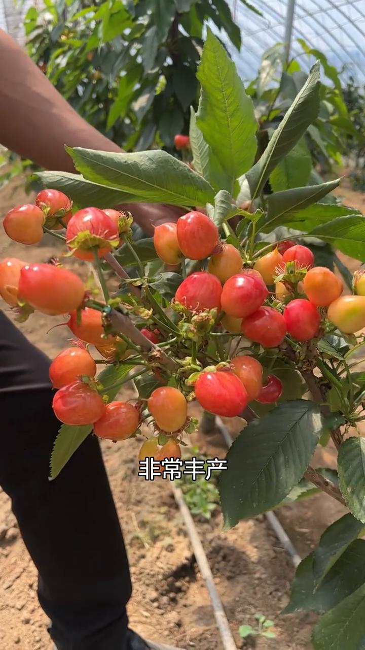 真实测评鲁樱7号结果表现。成熟期基本上与齐早一致的早熟大樱桃品种，这个被称为短