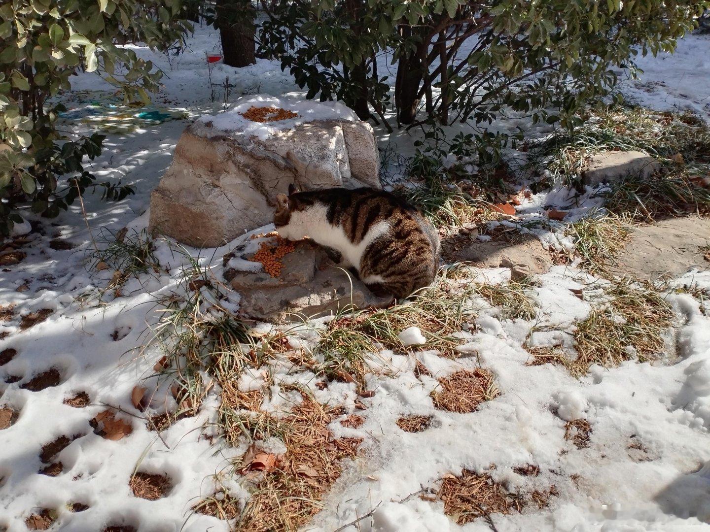 博主为60只流浪猫建过冬别墅在山东连流浪猫都是幸福的这才是真正的爱猫人士，用实际