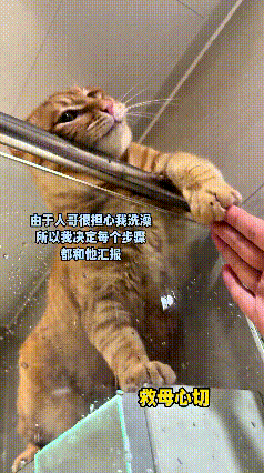 这个视频我看了好几遍，我真稀罕这个猫啊，要是自己有一个就好了。主人进卫生间洗澡