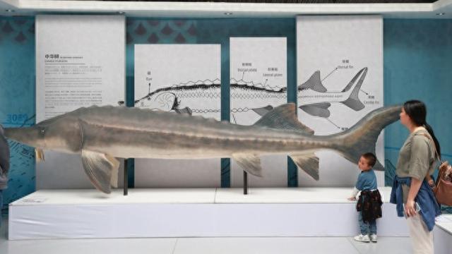 在长江“终点”守望生命“起点”: 上海与一尾鲟的“生态之约”