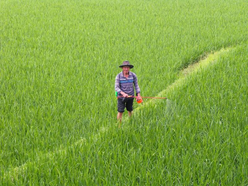 水稻生长前期真是多灾多难，病虫害问题太让人头疼了。就说钻心虫，它是水稻茎秆钻蛀害