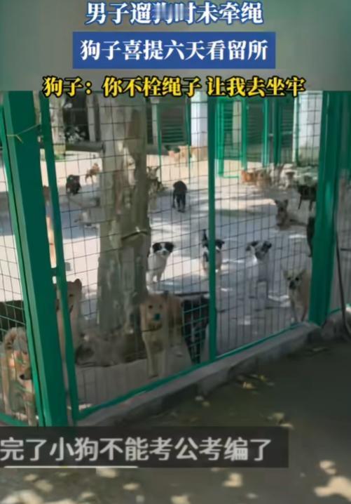 头一回听说，遛狗不牵绳，狗狗直接“坐牢”六天，活生生成了“劳改狗”。明明是主人没