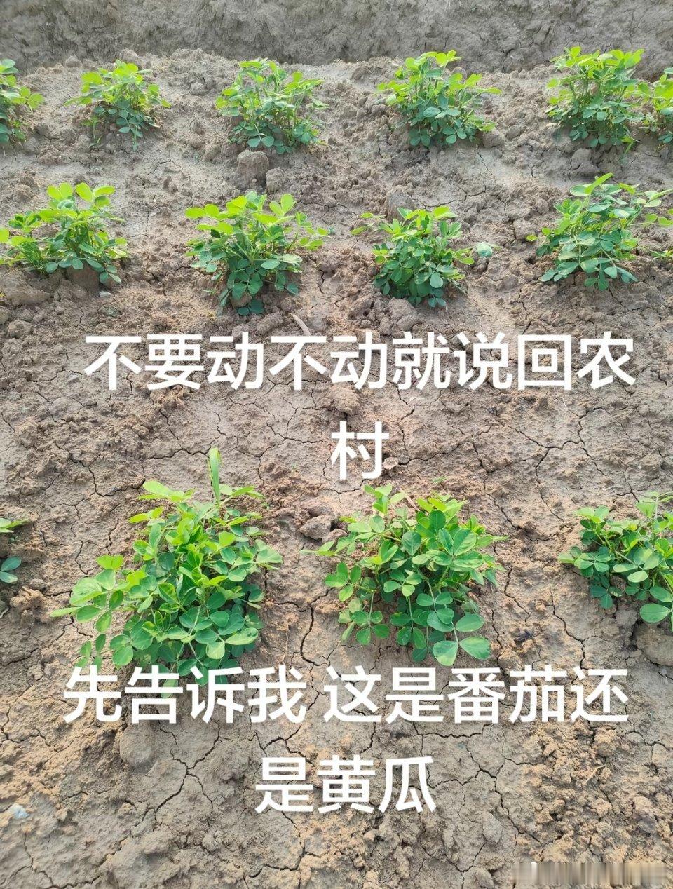 这是番茄还是黄瓜？