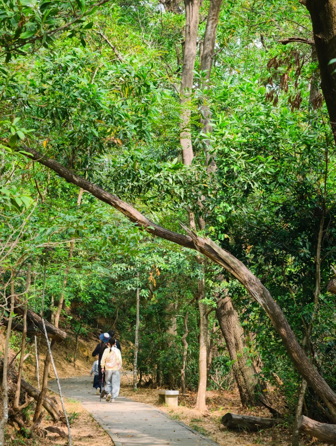 发现一条宝藏亲子徒步路线🌳