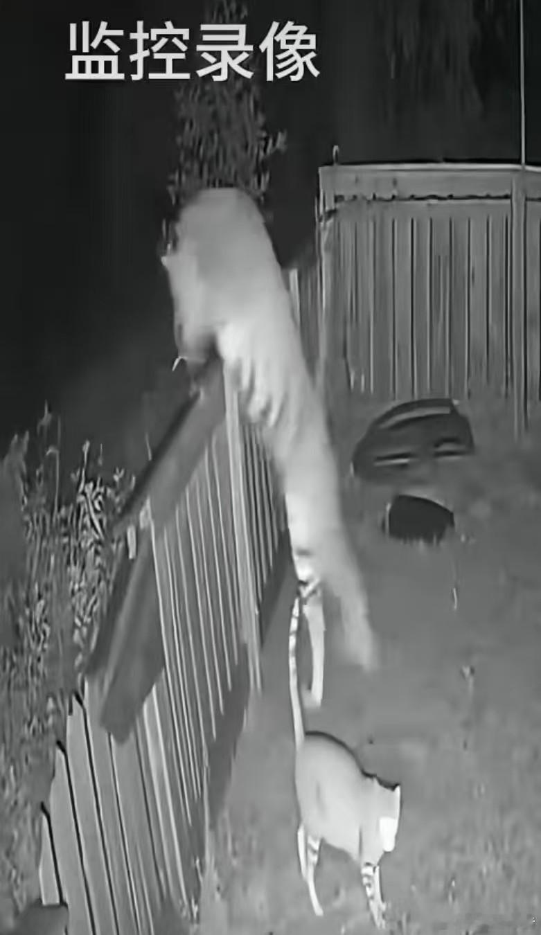 老虎闯进农家院狗狗直接吓瘫关键时刻猫救了狗狗一命！老虎直接被猫整懵逼了，翻围栏落