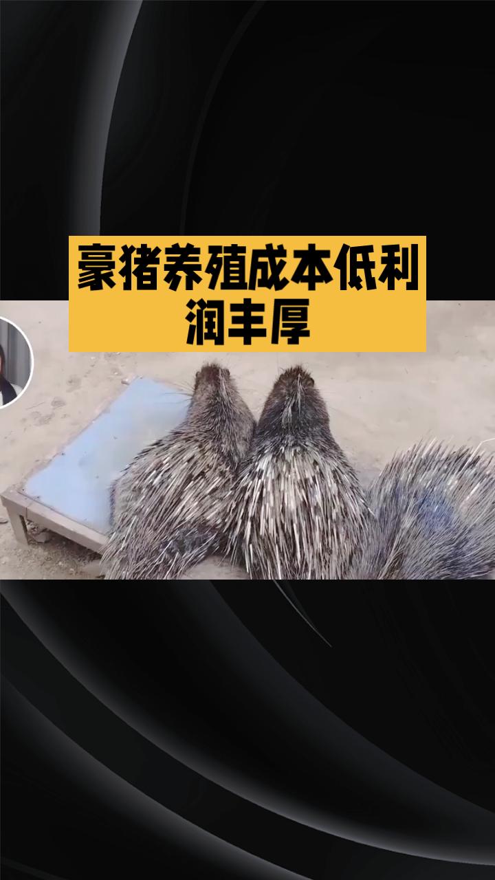 豪猪身上拔下的刺竟然能卖到400元一斤，这是真的吗？近日，四川内江的余先生因其