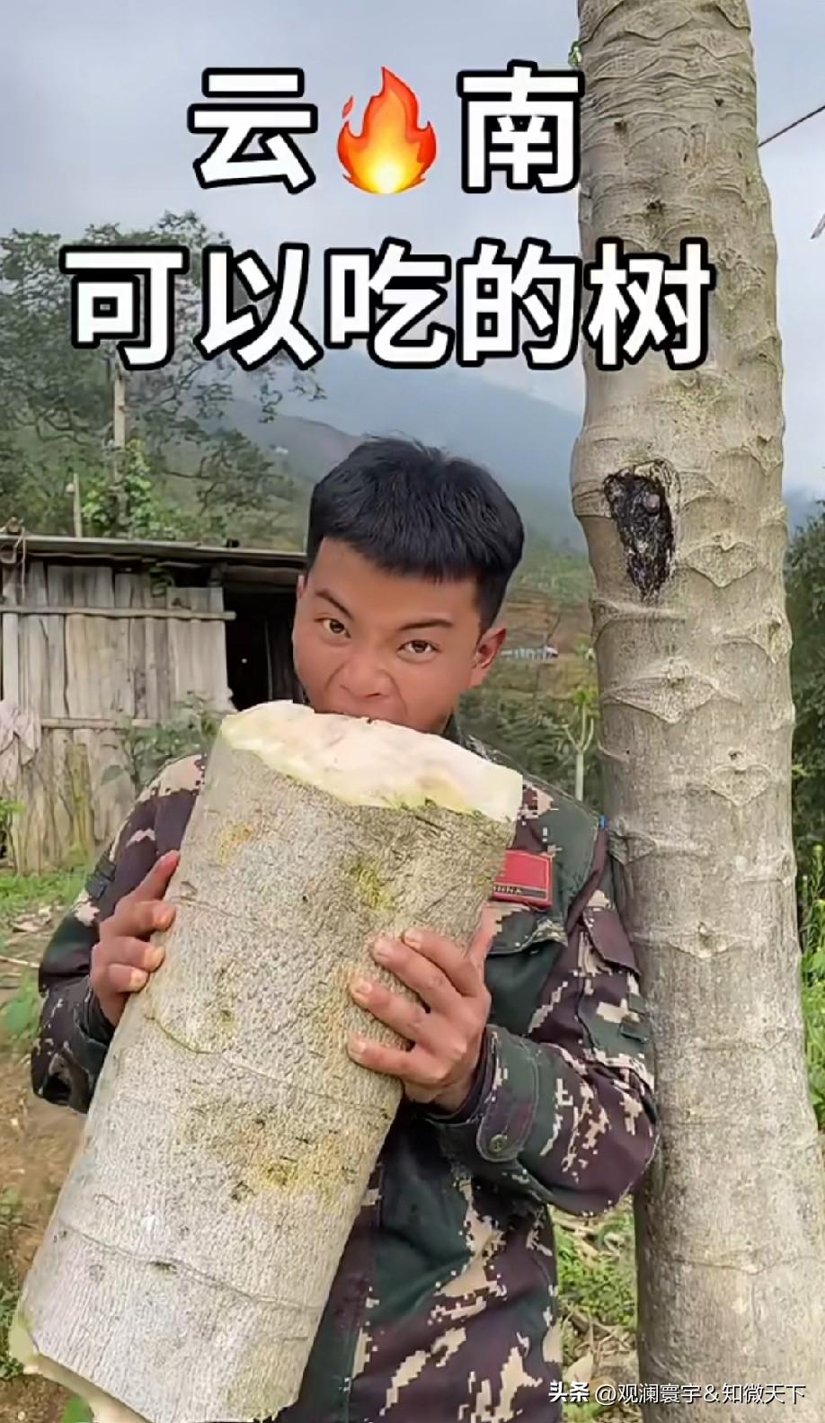 这不是木瓜树吗？但吃瓜不吃树[捂脸哭]