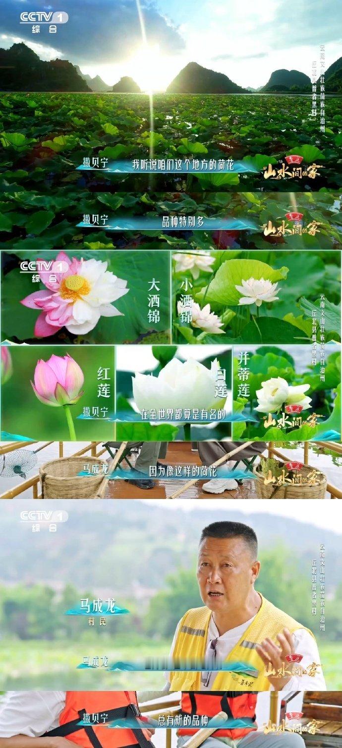 云南一村集齐300多种荷花于适万亩荷塘中找到稀有款红莲白莲竞艳，“洒锦”藏其间