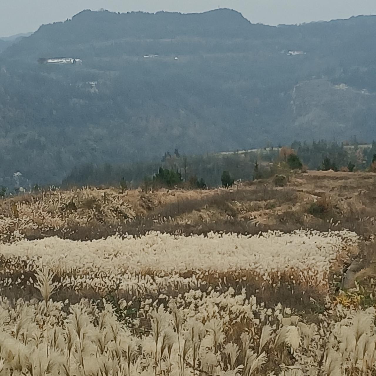 秋日田野，一片金黄，收获的喜悦在心间荡漾。🌾🍂🌿