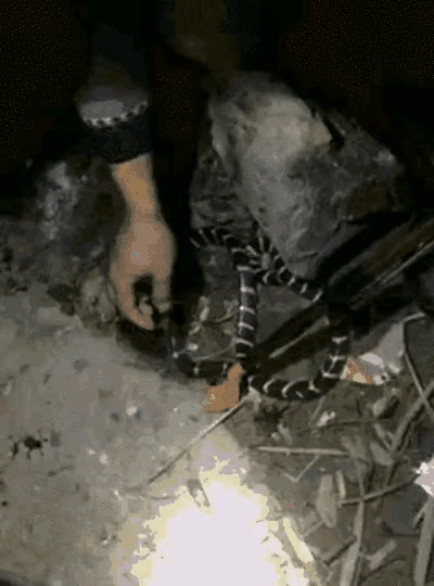 这是一条银环蛇，属于我国剧毒蛇类之一，其毒液含强烈的神经毒素，毒性极强。被它咬