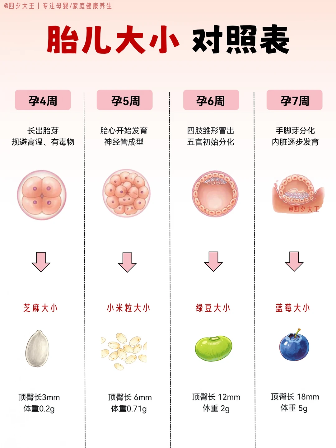 孕期1-40周，胎儿大小对照表，一分钟看懂‼️