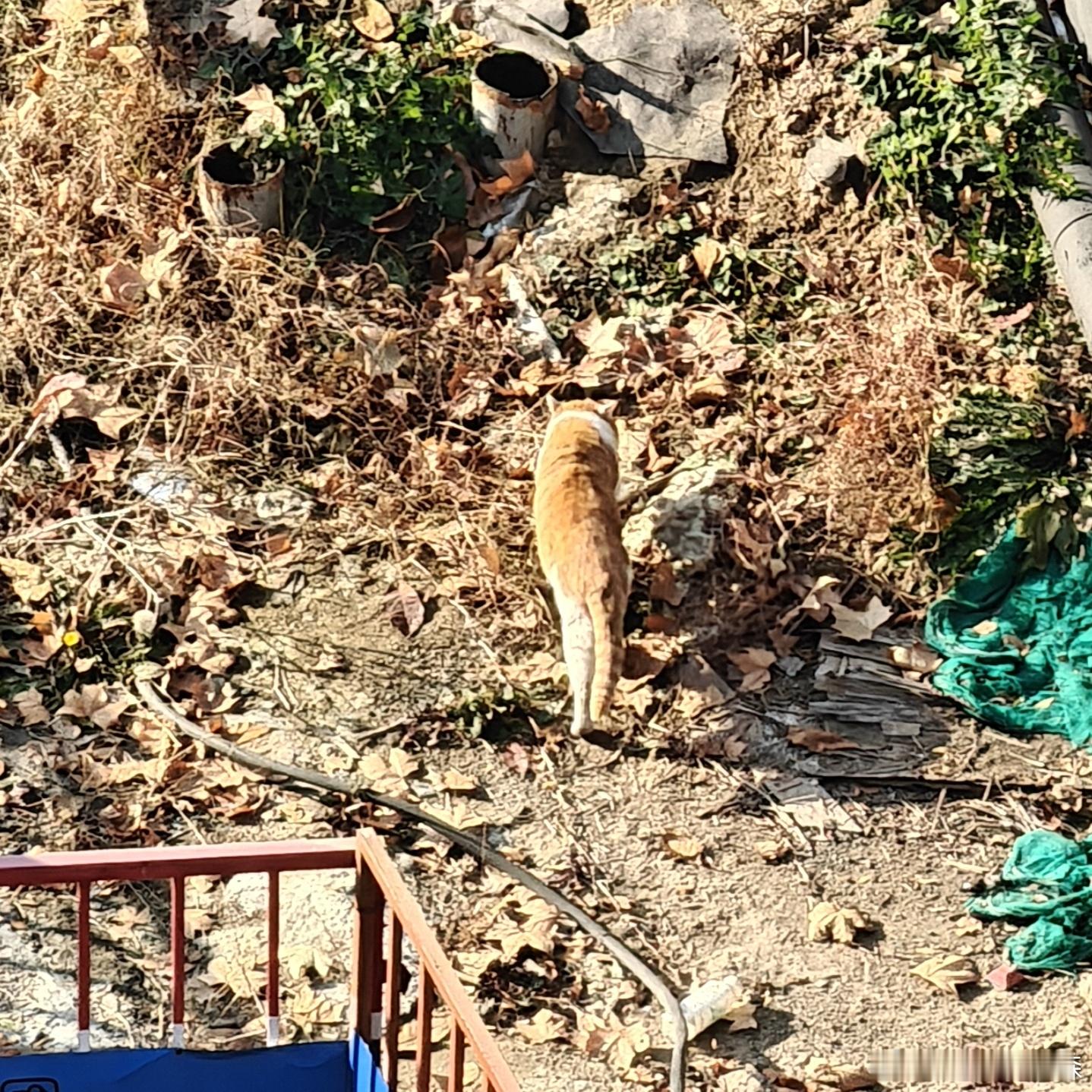 在十几楼都能看到这只肥猫