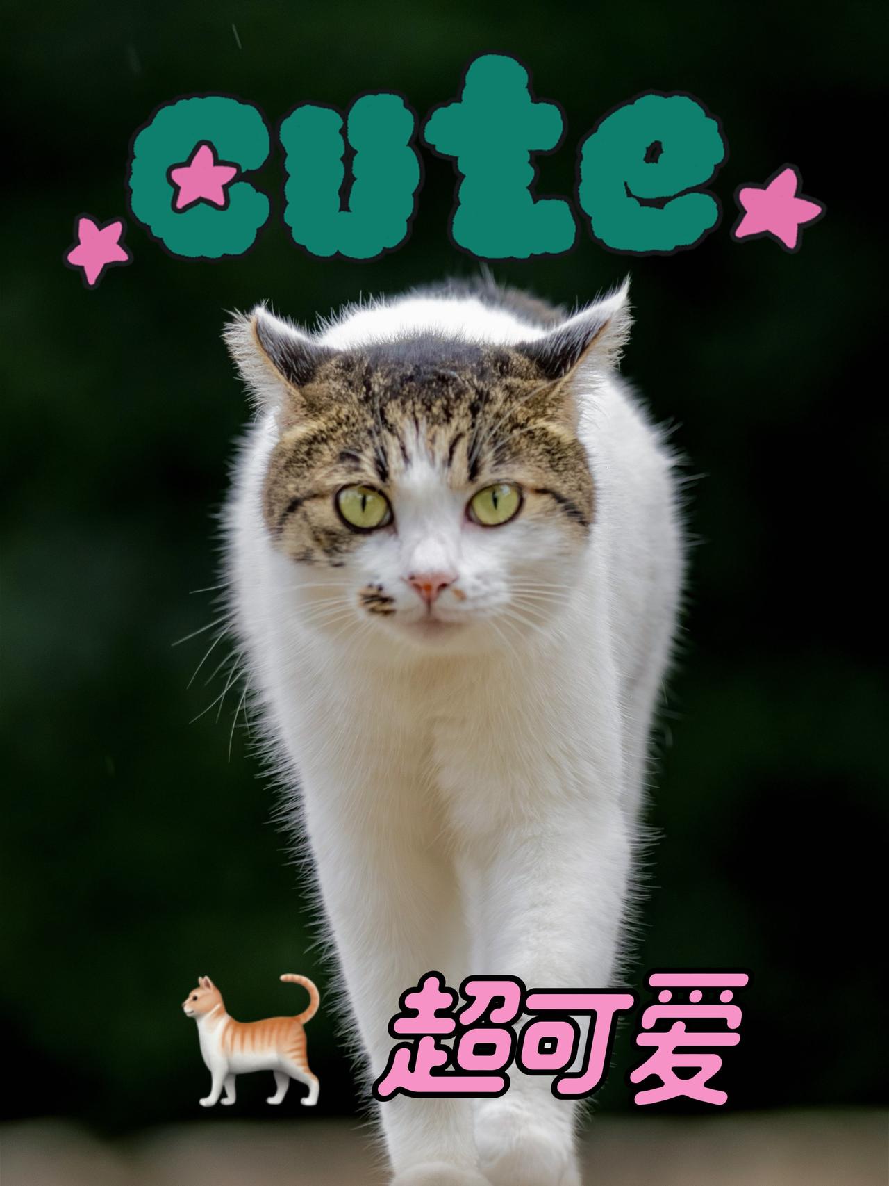 6100万的相机，400600的镜头拍摄的喵星人！据说最后一张是公园猫王🐈