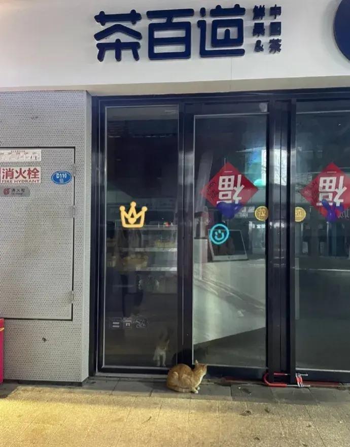 小猫猫被困了一晚上，妈妈在门口守了一晚！