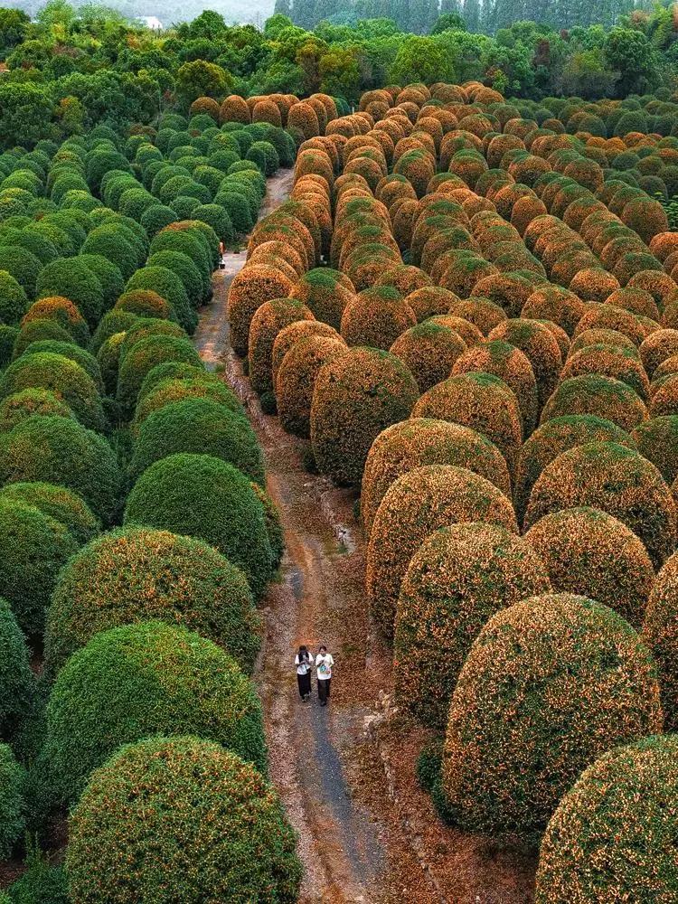男子晒8000棵桂花树，震撼爆花引围观，网友：美得像AI金秋时节，一簇簇金