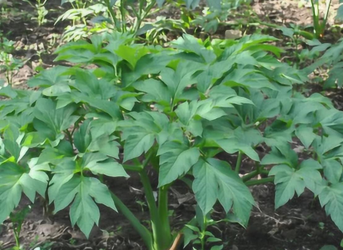 最近，上海郊区的68岁吴阿姨看了日本纪录片，被里头一位90多岁依然健壮的老人震惊