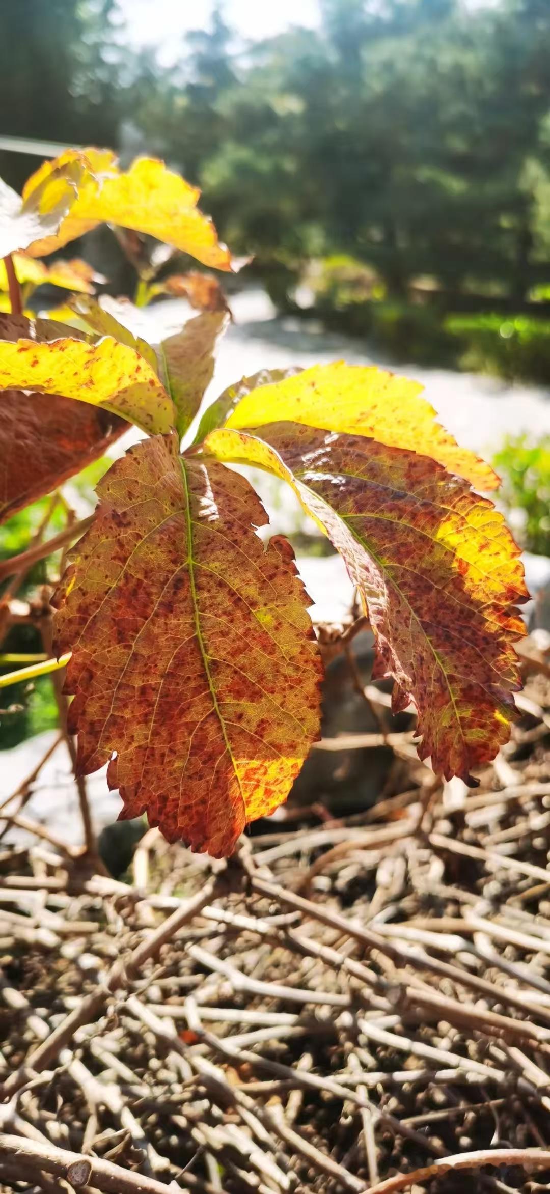 天净沙·悲秋焜黄叶落残裁，凄凉愁绪盈怀。自古悲秋意哀。豪情不再，只余寂