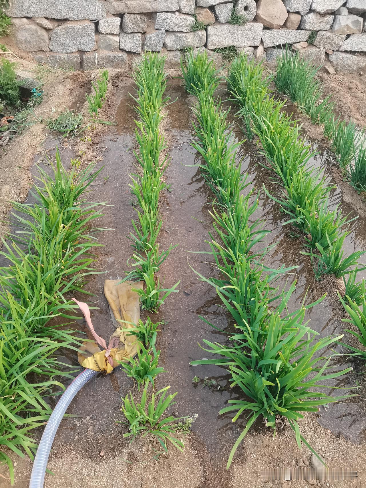 自己种菜吃最不合算！三天两头就要浇水！我今年种了两个小菜园。这干旱的春天，三