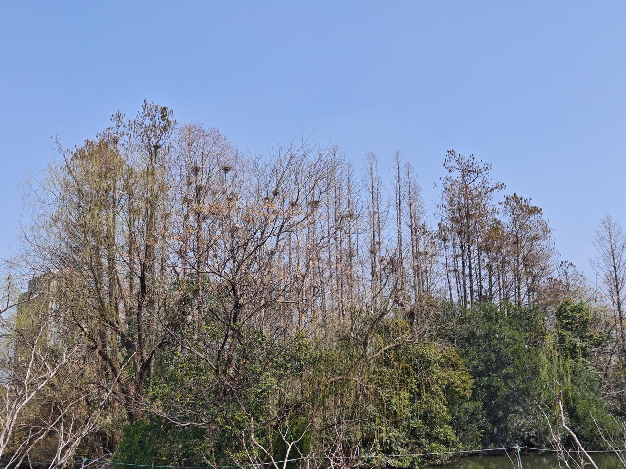 巢这是我于上海大宁公园湖心岛上拍到的风景鸟巢，极为壮观。春日晴好，秃枝上