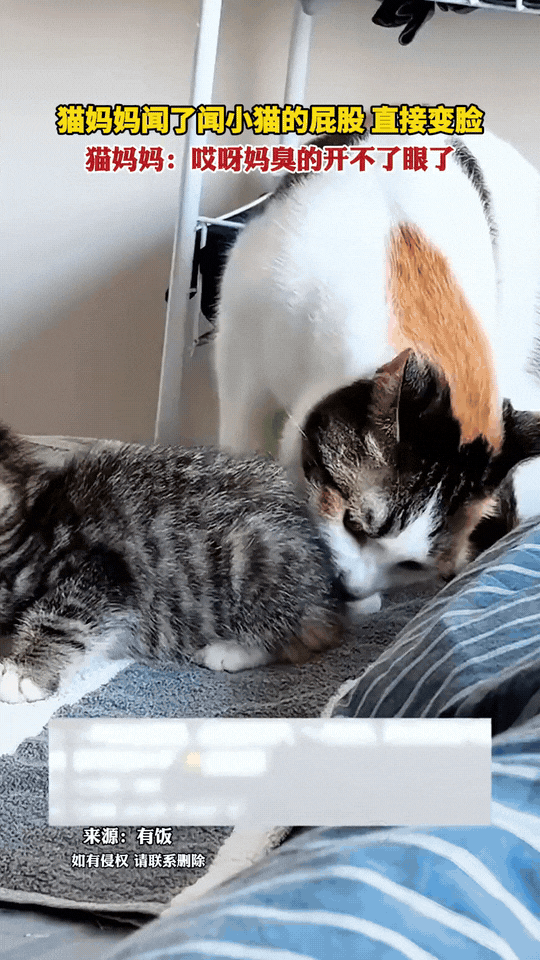 广东一网友家的猫妈太真实了！中午陪晒太阳的小猫躺平，不小心凑到小猫屁股旁，一时好