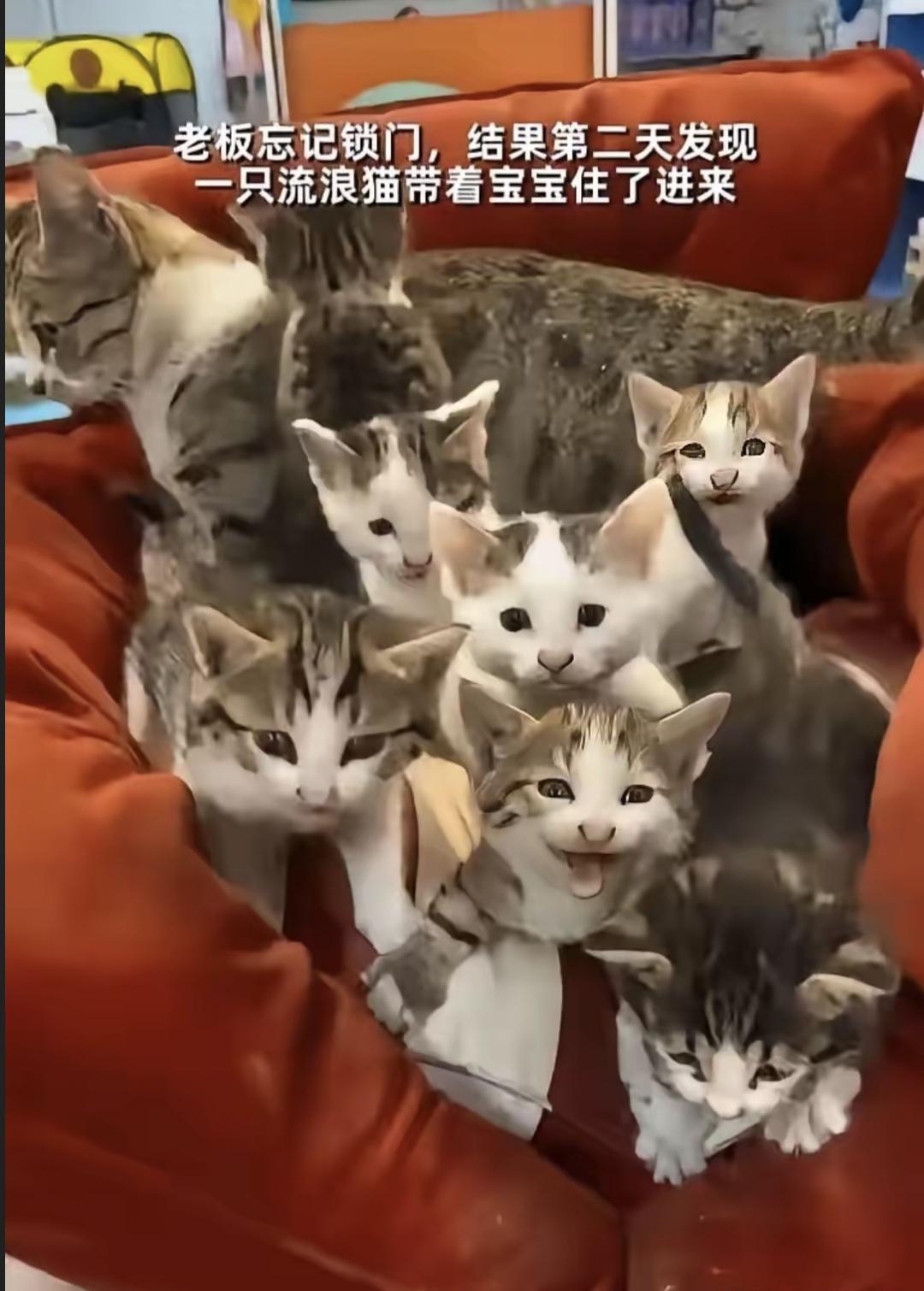 门没锁，猫妈带七只崽进超市睡觉，老板早上吓一跳。这事儿不是第一次了。我刷到过哈