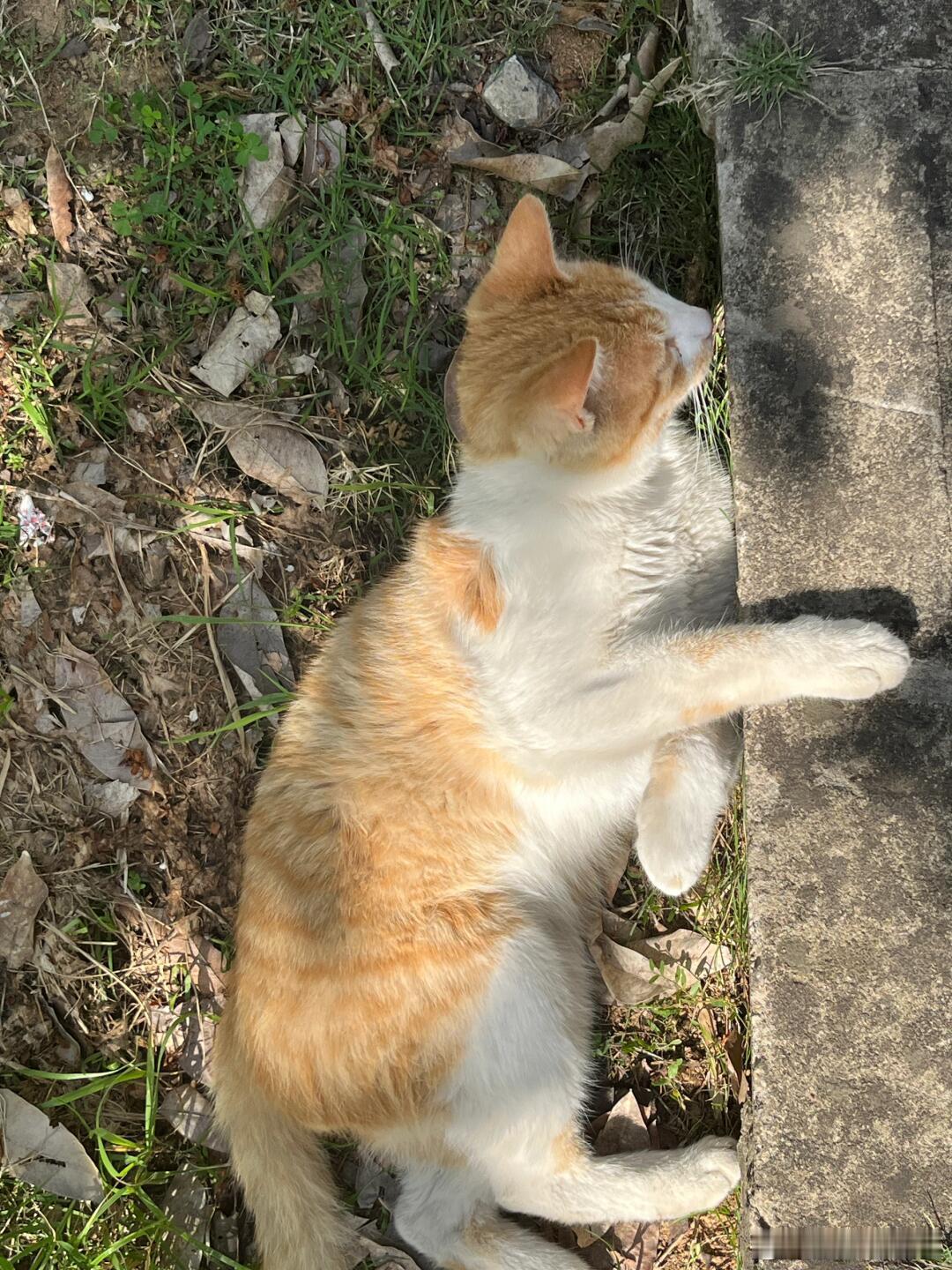 可是它在发光哎！谁能拒绝一只发光小猫啊！！！​​​