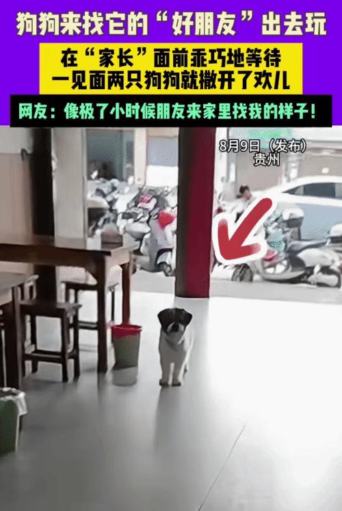 “太有灵性了！”贵州，女子看到一只狗来到家里。突然，她对楼上喊:“来福，你朋友