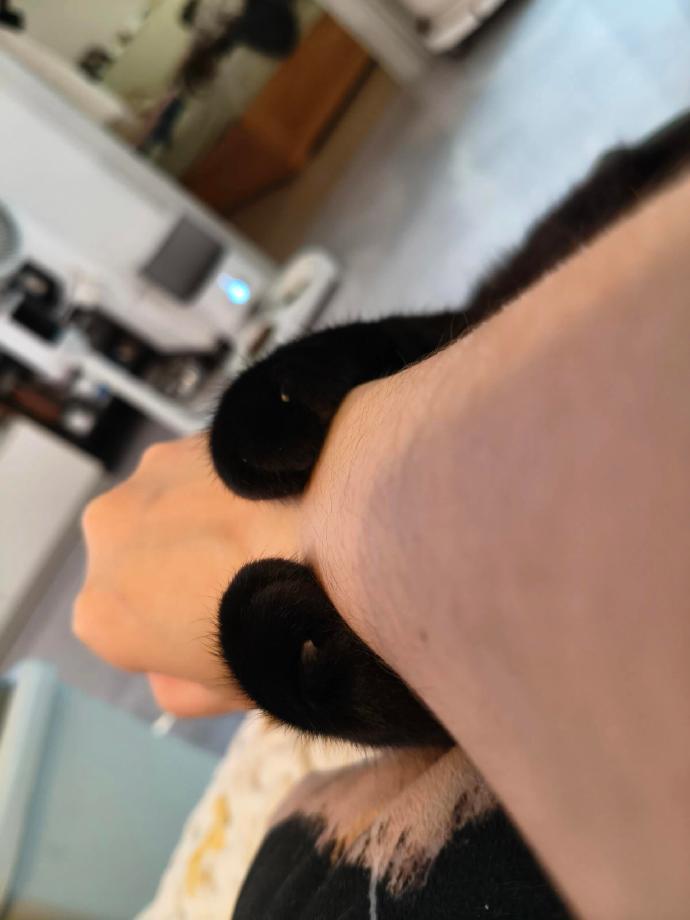 我有最新款小猫手环