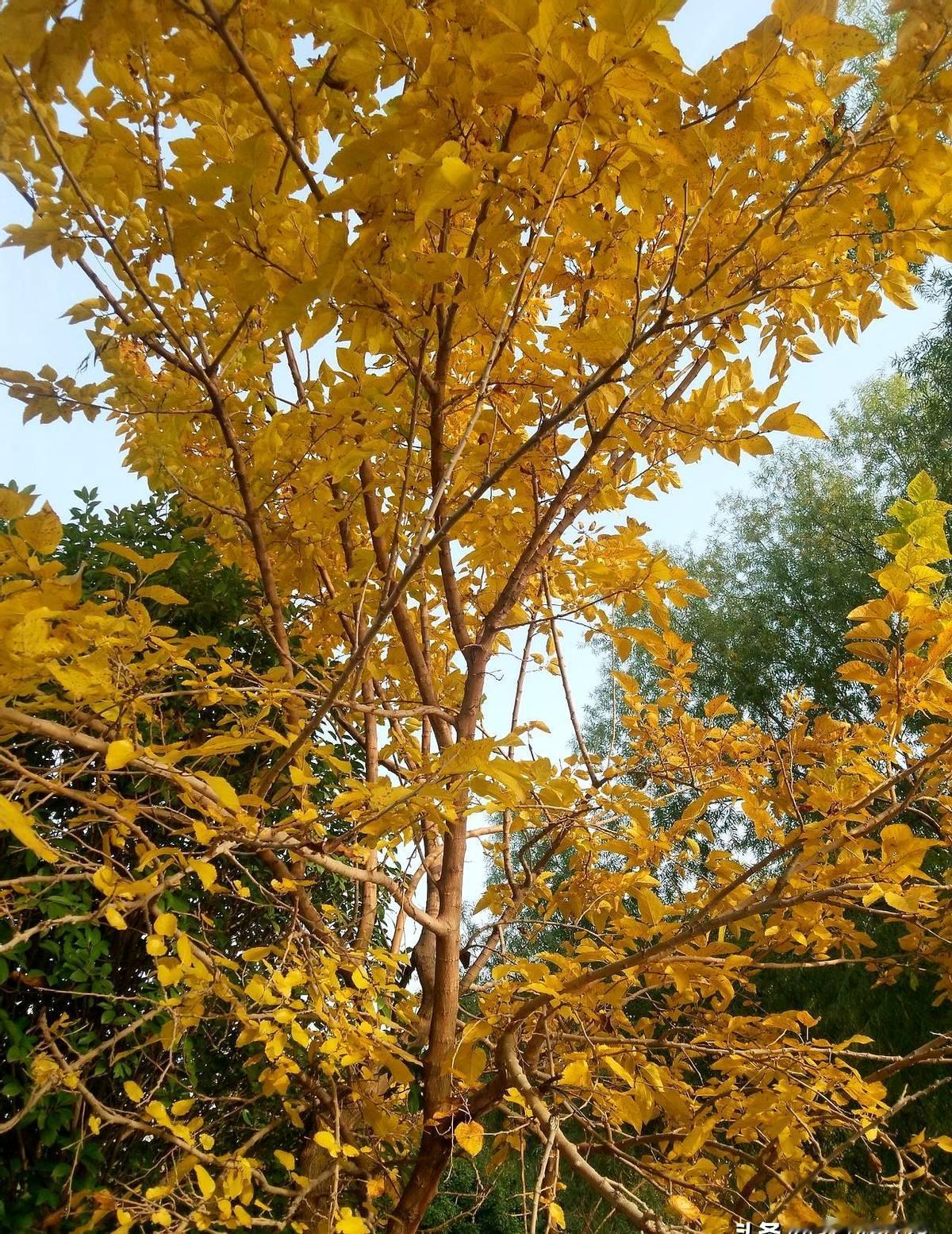 单位躺平的几个特征：迟到早退，从不参加例会，不搭理领导，应付工作，上班不是摸鱼就