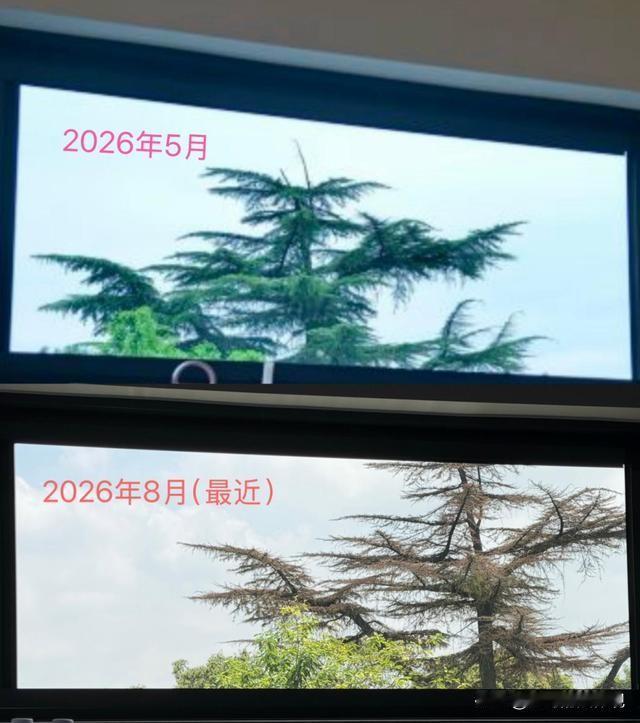 太坏了！江苏苏州，平江历史老街区，东花桥巷平江河边的3棵老树，树干被人钻出孔洞并