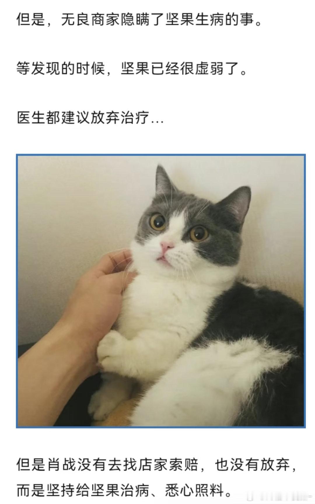 医生都建议肖战放弃治疗但他坚持给坚果治病把坚果养的特别好🥺🤲🏻