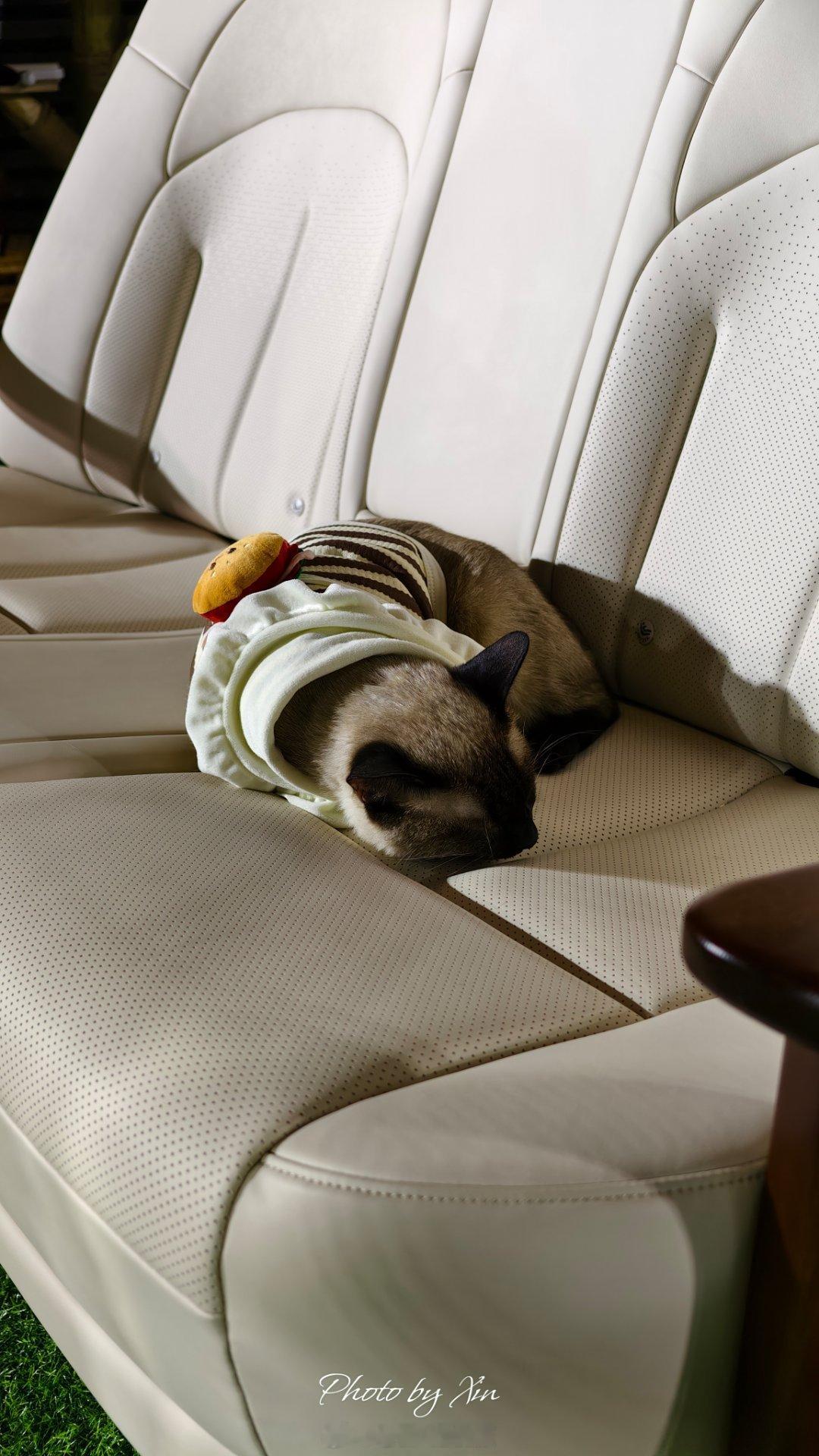 日产这个大沙发真的太舒服了，这么多人，小猫都能在沙发上睡着了~好奇这沙发到底会卖