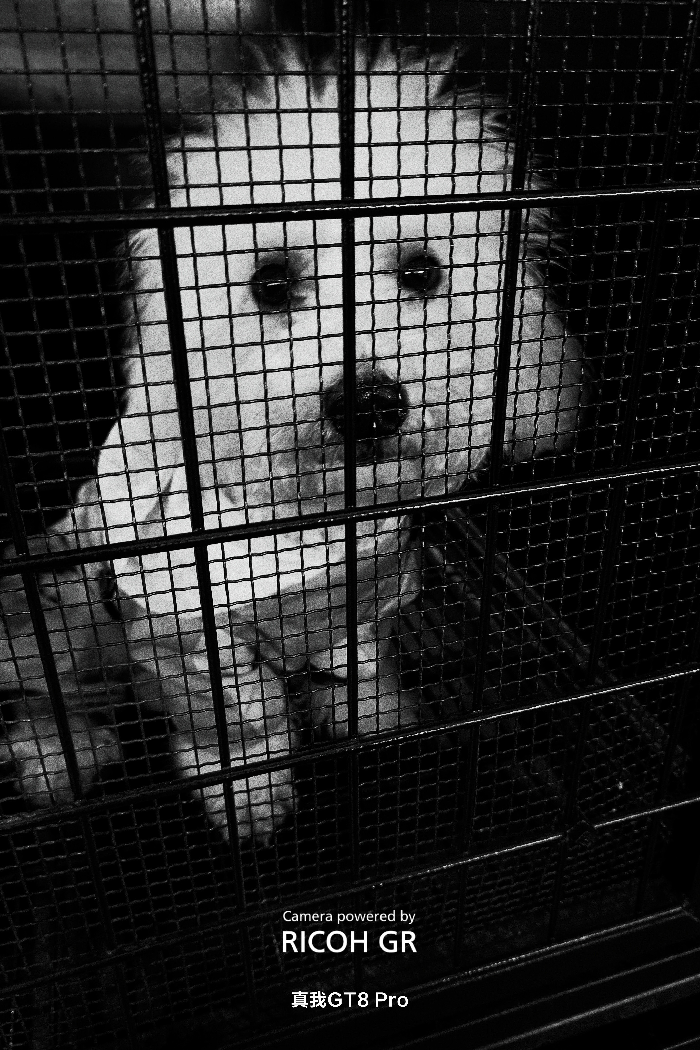 照片不一定每张都要精致，不一定非得有构图，也不用在乎大果粒，糊不糊，更不用P半天