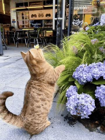 这个画面太幸福了！小橘猫在花丛边玩耍，一只彩色蝴蝶轻轻落在它的鼻尖上，小猫没有