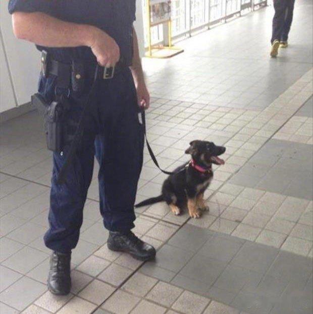 警犬的训练从出生就开始了，对～就这么大、它们要带上各种装备，要经历非常多的严苛挑