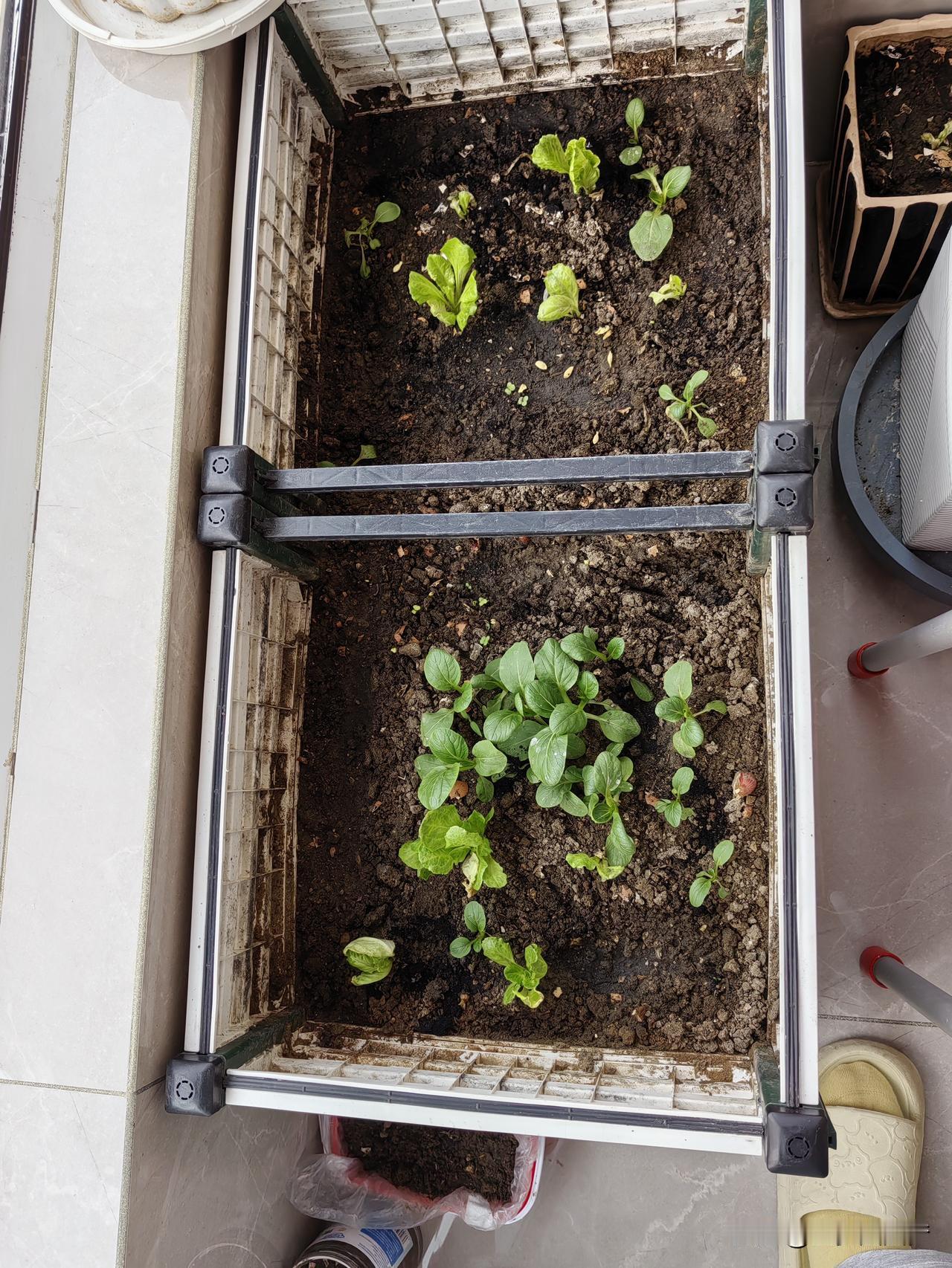 56岁的我，退休后无所事事，无聊的时候，就在阳台上学习种菜，打发时间。在阳台