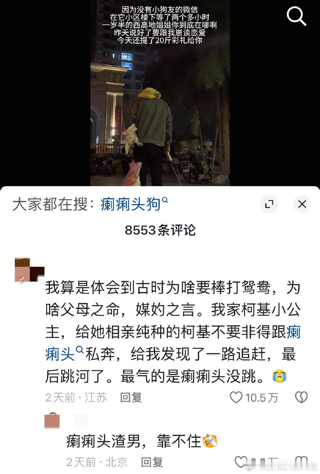 棒打鸳鸯之宠物