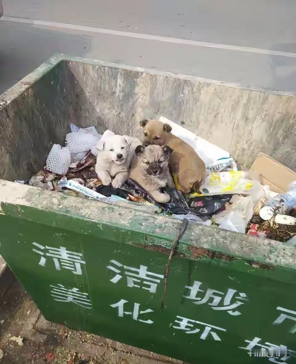 太可怜了，这天一位阿姨去倒垃圾，刚到垃圾桶附近就听到有小奶狗的声音，于是她就四下