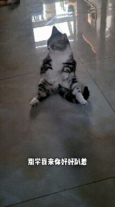 看到这个视频可把我逗笑了，这小花猫往地上岔开腿瘫坐着，姿势跟人盘腿落座一模一样。